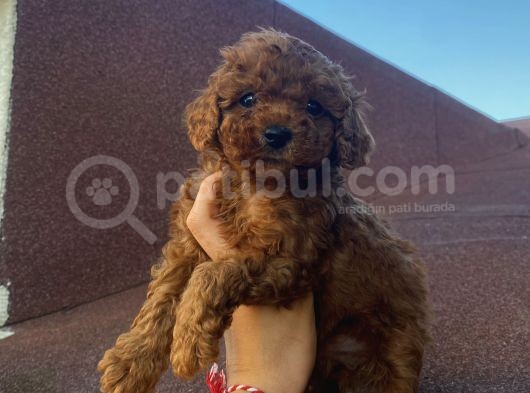 Ev Doğumlu Poodle Bebeklerimiz görsel