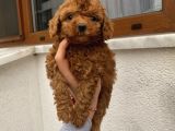 Sağlık Ve Irk Garantili Poodle Bebekler