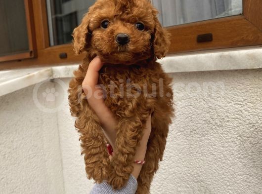 Sağlık Ve Irk Garantili Poodle Bebekler görsel