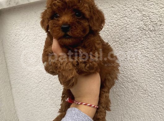 Sağlık Ve Irk Garantili Poodle Bebekler görsel