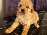 Poodle Bebeklerimiz