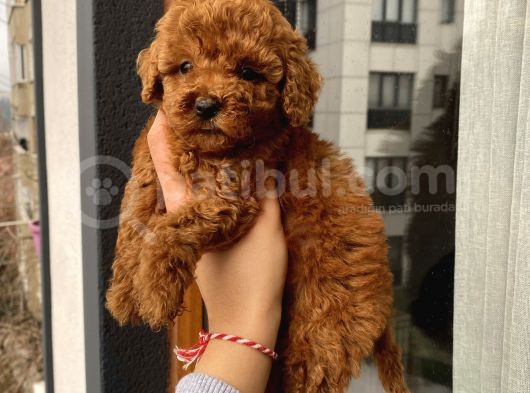 Aşılı Pasaportlu Poodle Bebekler görsel