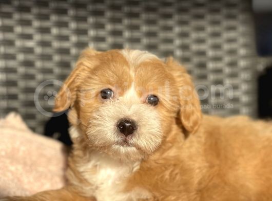 Anne Altindan Maltipoo Bebekler