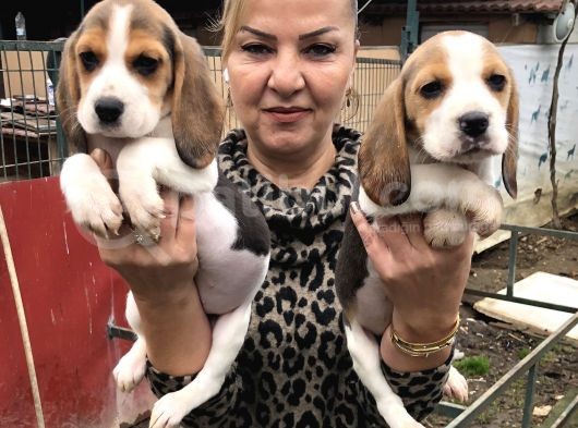 Üç Renk Harika Beagle Yavrularımız görsel