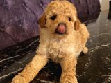 Poodle Bebeklerimiz