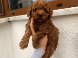 Çocuklarınıza En İyi Arkadaş Poodle Bebekler
