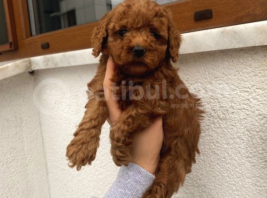 Çocuklarınıza En İyi Arkadaş Poodle Bebekler görsel