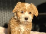 Anne Altindan Maltipoo Bebekler
