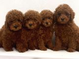 RESMİ RUHSATLI İŞLETMEDEN TOY POODLE YAVRULAR