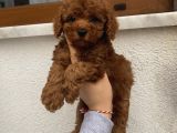Sağlık Ve Irk Garantili Poodle Bebekler