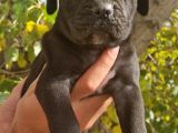 Blue Ve Siyah Cane Corso Yavrular