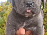 Blue Ve Siyah Cane Corso Yavrular