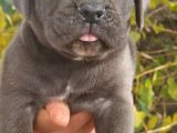 Blue Ve Siyah Cane Corso Yavrular