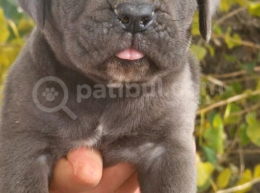 Blue Ve Siyah Cane Corso Yavrular görsel