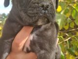 Blue Ve Siyah Cane Corso Yavrular