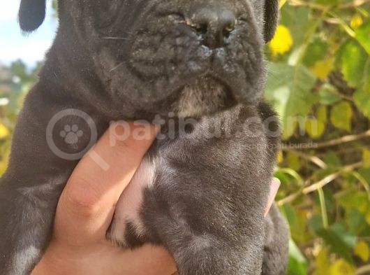 Blue Ve Siyah Cane Corso Yavrular görsel