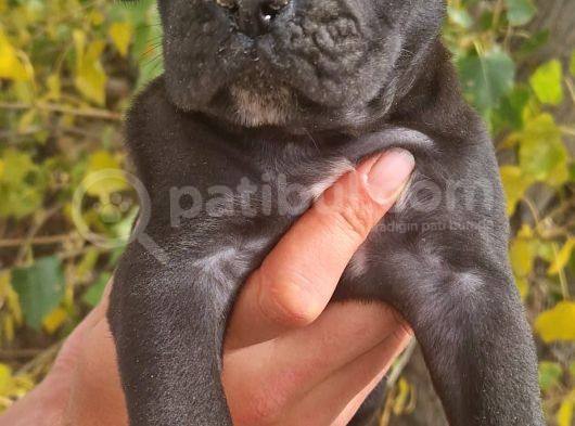 Blue Ve Siyah Cane Corso Yavrular görsel