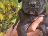 Blue Ve Siyah Cane Corso Yavrular