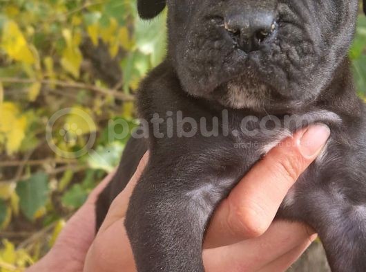 Blue Ve Siyah Cane Corso Yavrular görsel