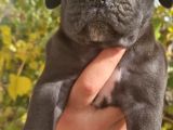 Blue Ve Siyah Cane Corso Yavrular