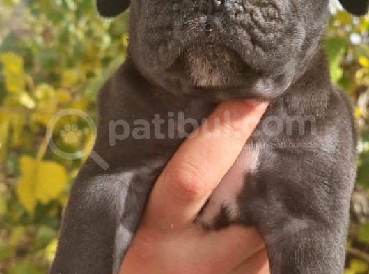 Blue Ve Siyah Cane Corso Yavrular görsel