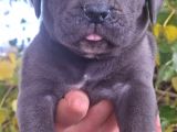 Blue Ve Siyah Cane Corso Yavrular