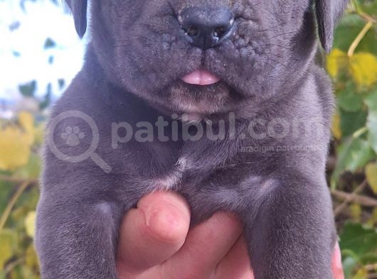 Blue Ve Siyah Cane Corso Yavrular görsel