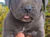 Blue Ve Siyah Cane Corso Yavrular