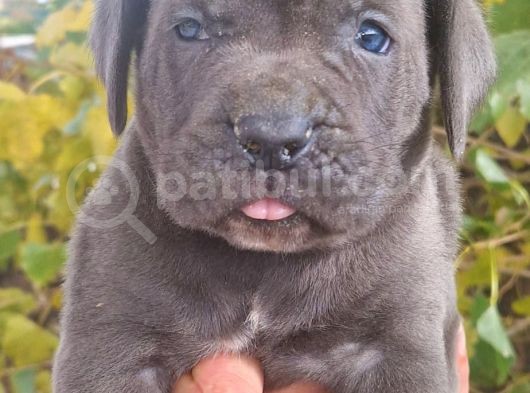 Blue Ve Siyah Cane Corso Yavrular