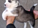 Disi Erkek Sibirya Husky Bebeklerimiz