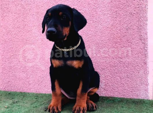 Dev Babadan Dev Yavrular Doberman Yavrulari görsel