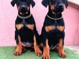 Dev Babadan Dev Yavrular Doberman Yavrulari