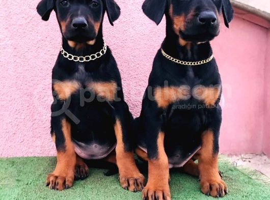 Dev Babadan Dev Yavrular Doberman Yavrulari görsel