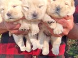 Chow Chow Bebekler