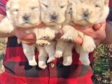 Chow Chow Bebekler