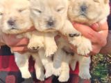 Chow Chow Bebekler