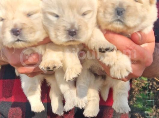 Chow Chow Bebekler görsel