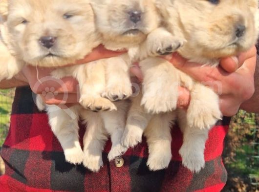 Chow Chow Bebekler