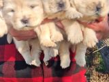 Chow Chow Bebekler