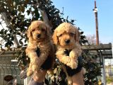 Toy Poodle