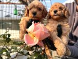 Toy Poodle