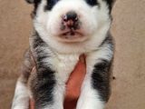 Disi Erkek Sibirya Husky Bebeklerimiz