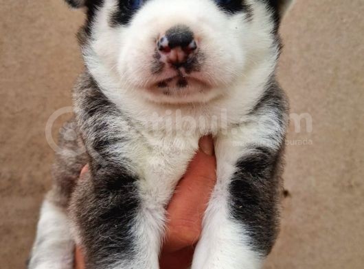 Disi Erkek Sibirya Husky Bebeklerimiz görsel