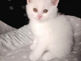 Mi̇nnaklar Sahi̇plendi̇ri̇meye Hazirdir