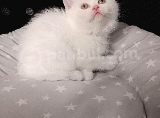 Mi̇nnaklar Sahi̇plendi̇ri̇meye Hazirdir görsel