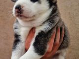 Disi erkek sibirya husky bebeklerimiz