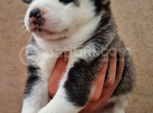 Disi Erkek Sibirya Husky Bebeklerimiz