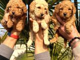 Toy Poodle Yavrularımız Ruhsatlı Çiftliğimizden
