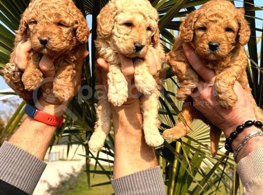 Toy Poodle Yavrularımız Ruhsatlı Çiftliğimizden görsel