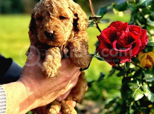 Toy Poodle Yavrularımız Ruhsatlı Çiftliğimizden görsel